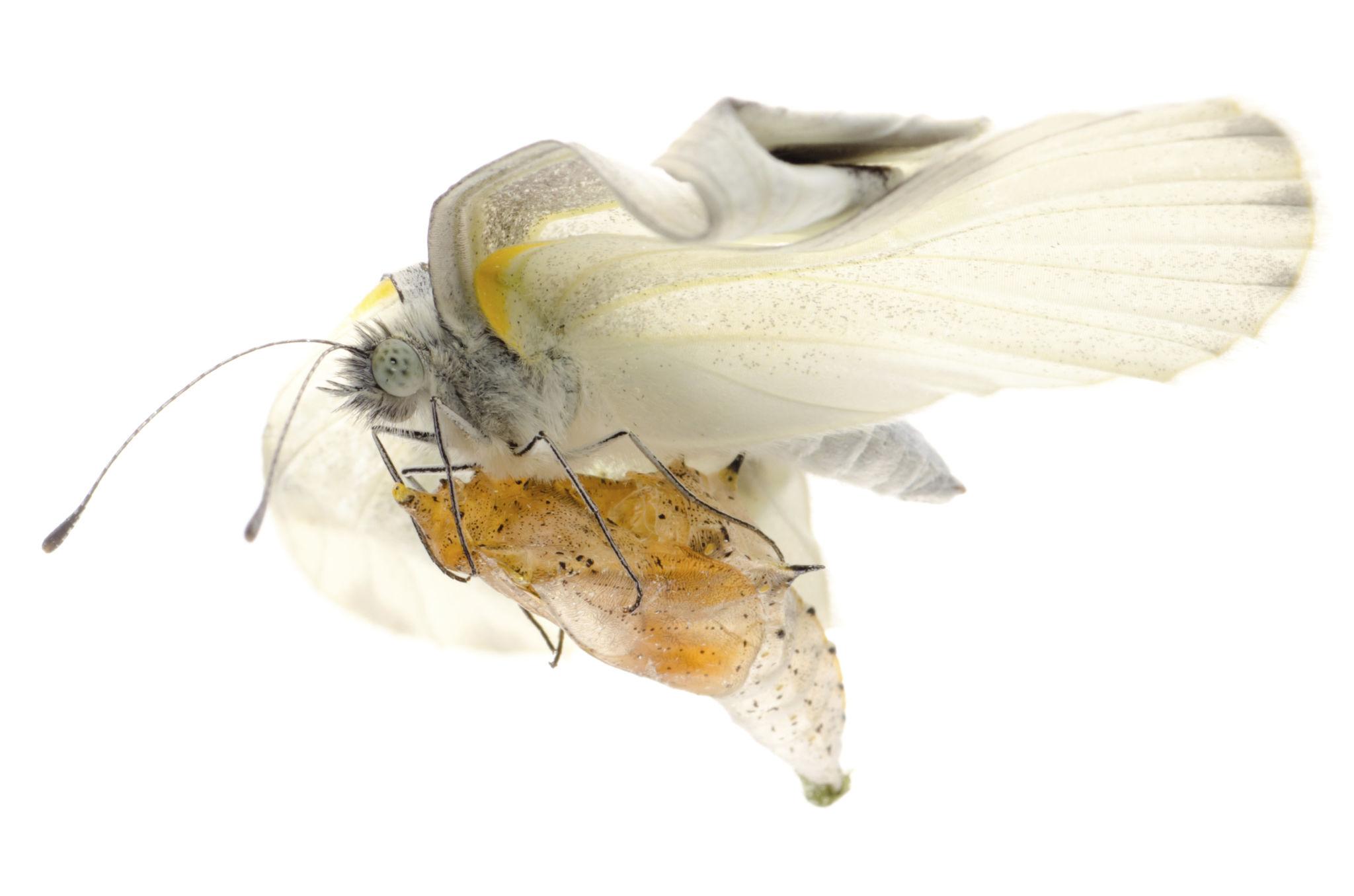 A high-contrast macro image representing transformation and distinctive brand thinking